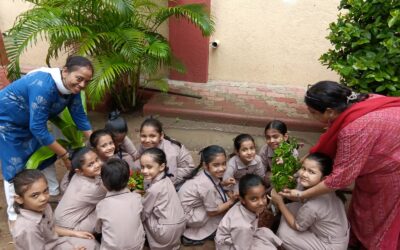 Tree Plantation